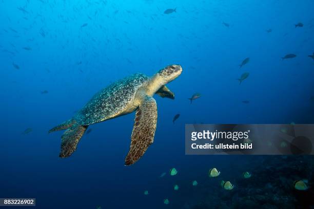 Green Sea Turtle, Chelonia mydas, Arch, Darwin Island, Galapagos, Ecuador