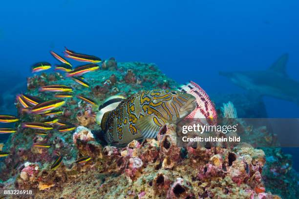 Giant Hawkfish, Cirrhitus rivulatus, Arch, Darwin Island, Galapagos, Ecuador