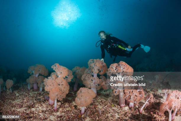 Scuba Diver and Soft corals, Umbellulifera sp., Triton Bay, West Papua, Indonesia