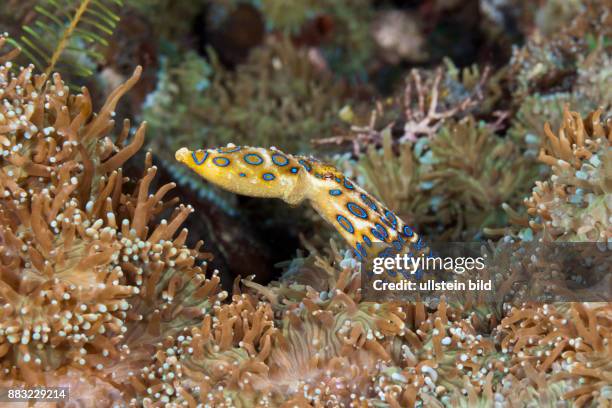 Poisonous Blue Ring Octopus, Hapalochlaena lunulata, Ambon, Moluccas, Indonesia