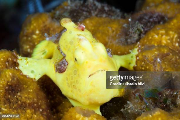Yellow Spotted Frogfish, Antennarius pictus, Bali, Indonesia