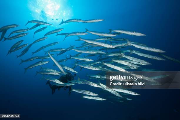 Shoal of Blackfin Barracuda, Sphyraena qenie, Great Barrier Reef, Australia