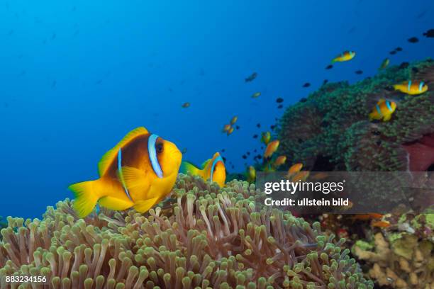 Muhammad Fish Muhammad Fish Photos and Premium High Res Pictures - Getty Images