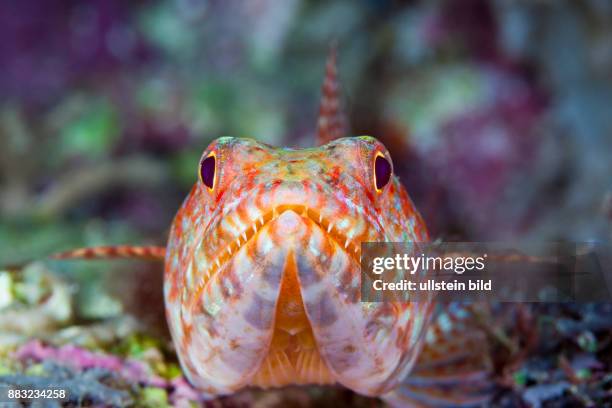 Reef Lizardfish, Synodus variegatus, Marovo Lagoon, Solomon Islands