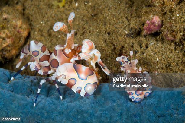 Pair of Harlequin Shrimp, Hymenocera elegans, Ambon, Moluccas, Indonesia