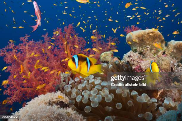 Muhammad Fish 1,757 Muhammad Fish Stock Photos, High-Res Pictures, and Images - Getty ...