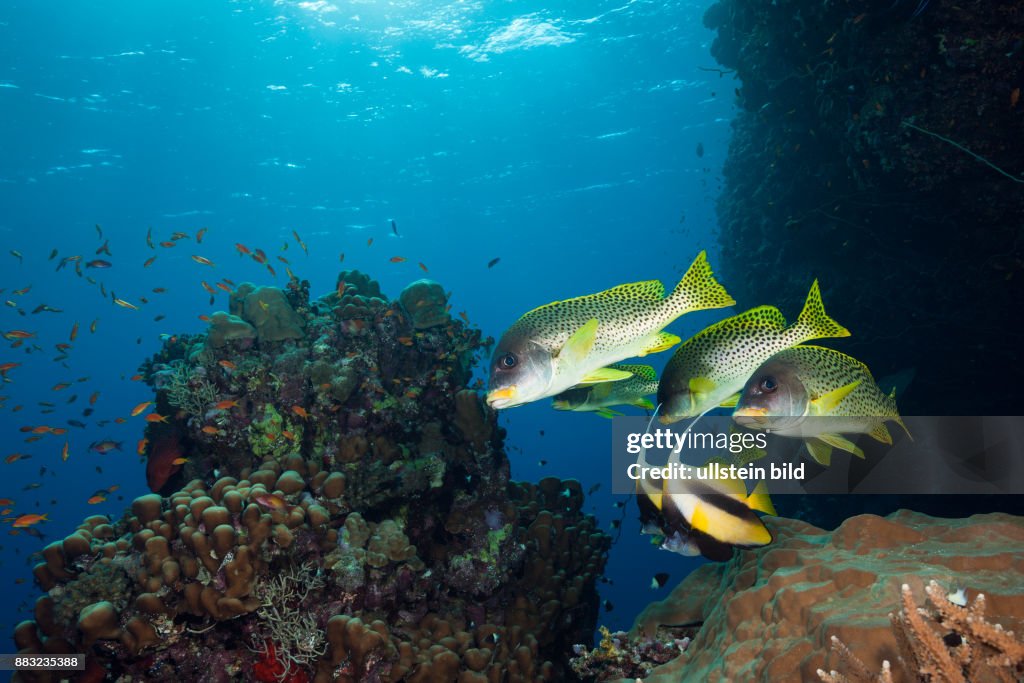 Blackspotted Sweetlips, Plectorhinchus gaterinus, Sanganeb, Red Sea, Sudan