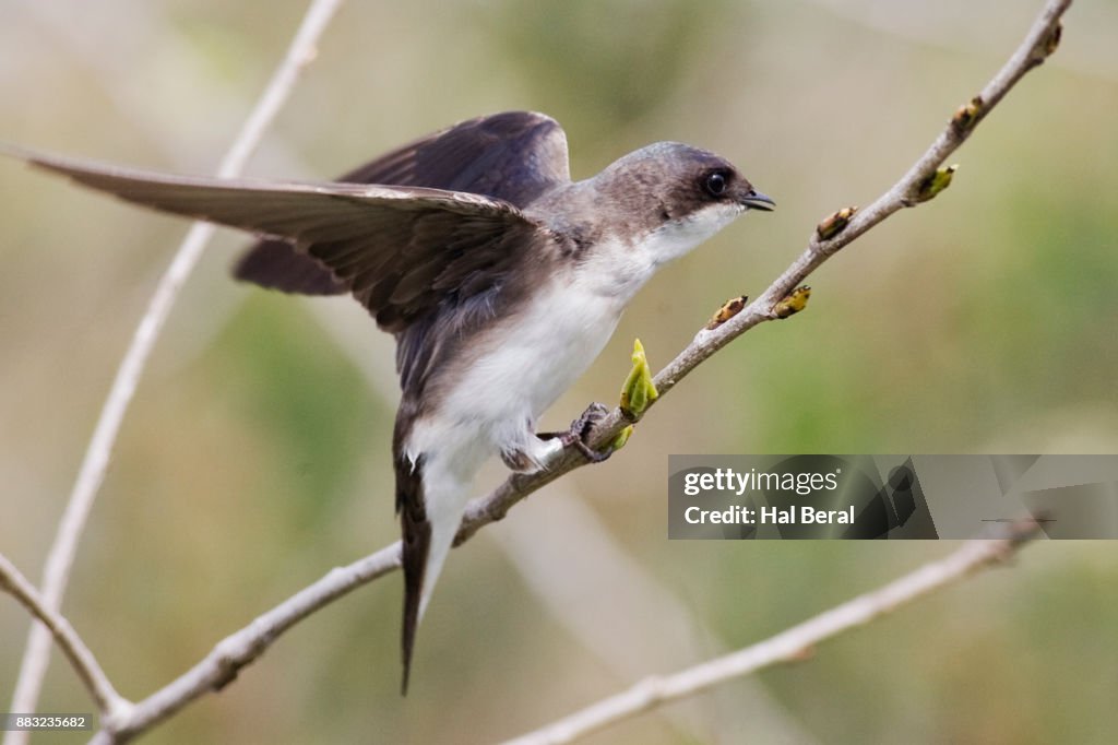 Northern Rough-Winged Swallow