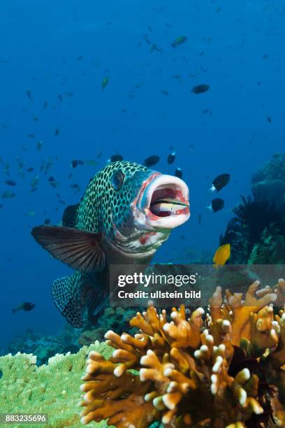 Harlequin Sweetlips cleaned by Cleaner Wrasse, Plectorhinchus chaetodonoides, Komodo National Park, Indonesia