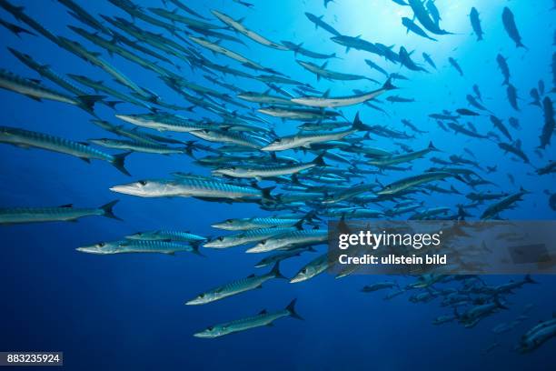 Muhammad Fish 1,848 Muhammad Fish Stock Photos, High-Res Pictures, and Images - Getty ...
