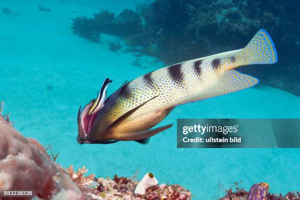 Six-banded Angelfish cleaned by Cleaner Wrasse, Pomacanthus sexstriatus, Komodo National Park, Indonesia