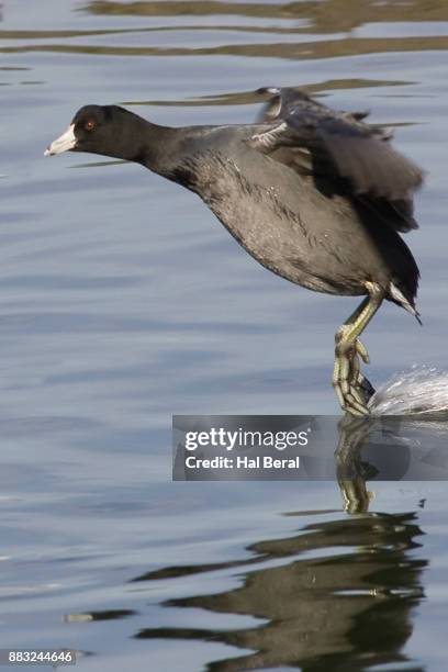 american coot landing - amerikanisches blässhuhn stock-fotos und bilder