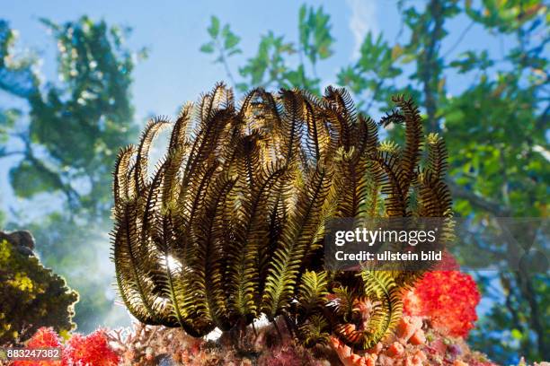 Crinoid on Reef Top, Comanthina schlegeli, Marovo Lagoon, Solomon Islands