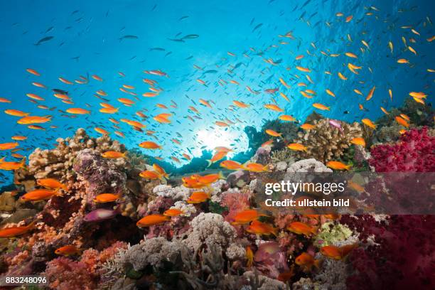 Muhammad Fish 1,847 Muhammad Fish Stock Photos, High-Res Pictures, and Images - Getty ...