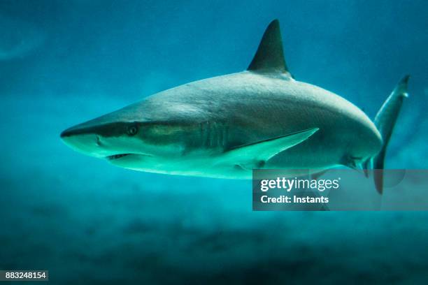 onderwater close-up shot van een haai zwemmen door zelf. - caribbean reef shark stockfoto's en -beelden