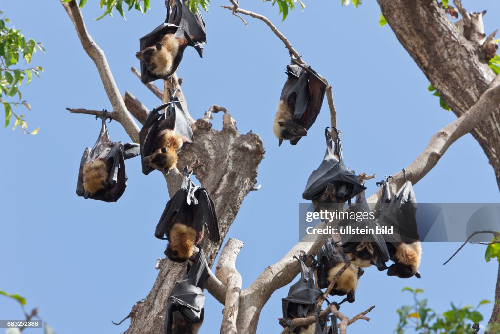 Spectacled Flying Fox, Pteropus conspicillatus, Cairns, Australia