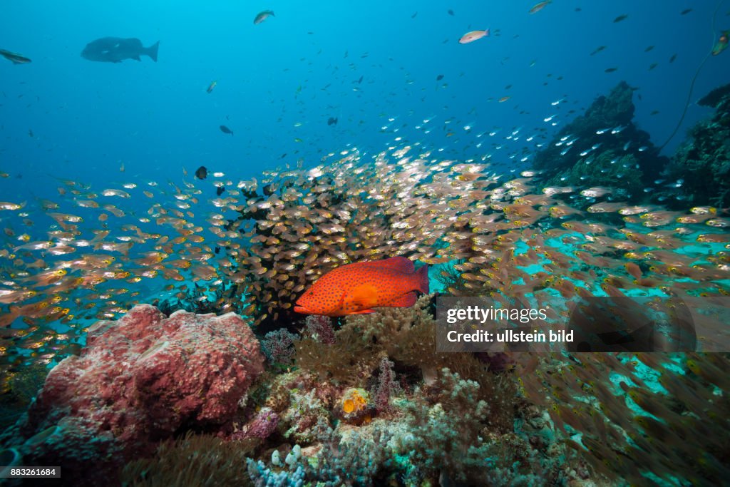 Glassy Sweepers in Coral Reef, Parapriacanthus ransonneti, Komodo National Park, Indonesia