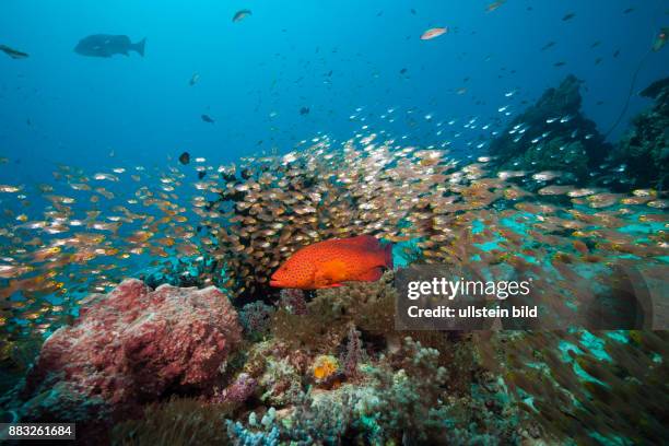 Glassy Sweepers in Coral Reef, Parapriacanthus ransonneti, Komodo National Park, Indonesia