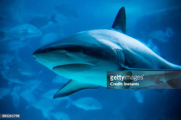 onderwater close-up van een haai zwemmen, terwijl omringd door andere vissen. - caribbean reef shark stockfoto's en -beelden