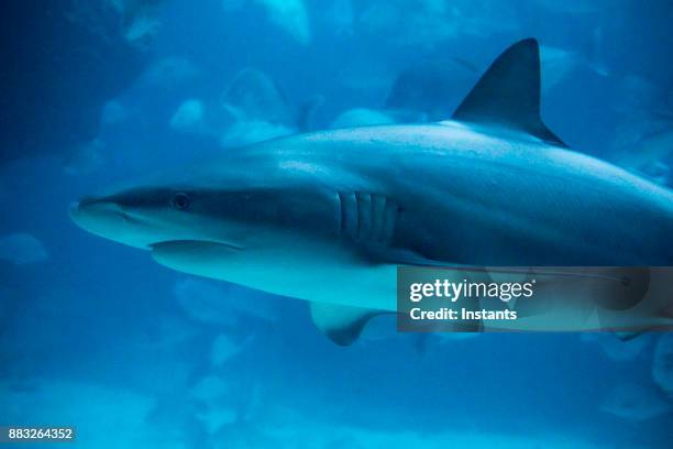 onderwater close-up van een haai zwemmen, terwijl omringd door andere vissen. - caribbean reef shark stockfoto's en -beelden