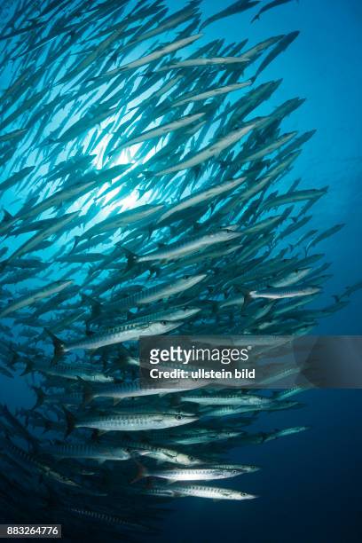 Shoal of Blackfin Barracuda, Sphyraena qenie, Red Sea, Ras Mohammed, Egypt