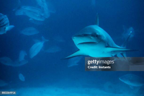 onderwater close-up van een haai zwemmen, terwijl omringd door andere vissen. - caribbean reef shark stockfoto's en -beelden