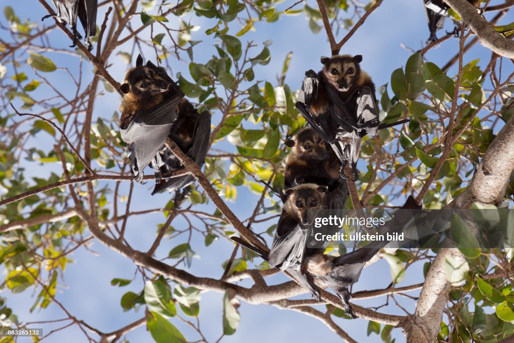 Spectacled Flying Fox, Pteropus conspicillatus, Cairns, Australia
