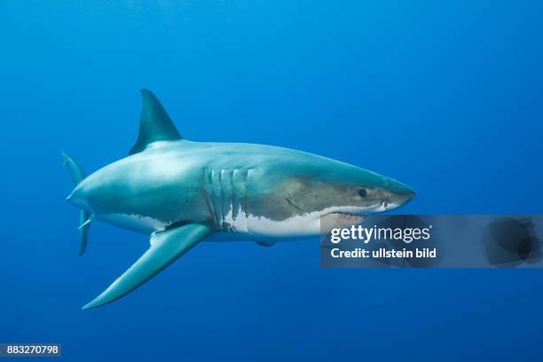 Great White Shark, Carcharodon carcharias, Neptune Islands, Australia