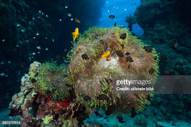 Twobar Anemonefish in Coral Reef, Amphiprion bicinctus, Red Sea, Dahab, Egypt