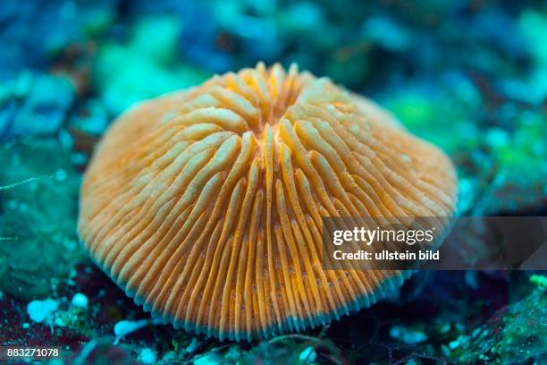 Fluorescent Mushroom Coral, Fungia fungites, Florida Islands, Solomon Islands