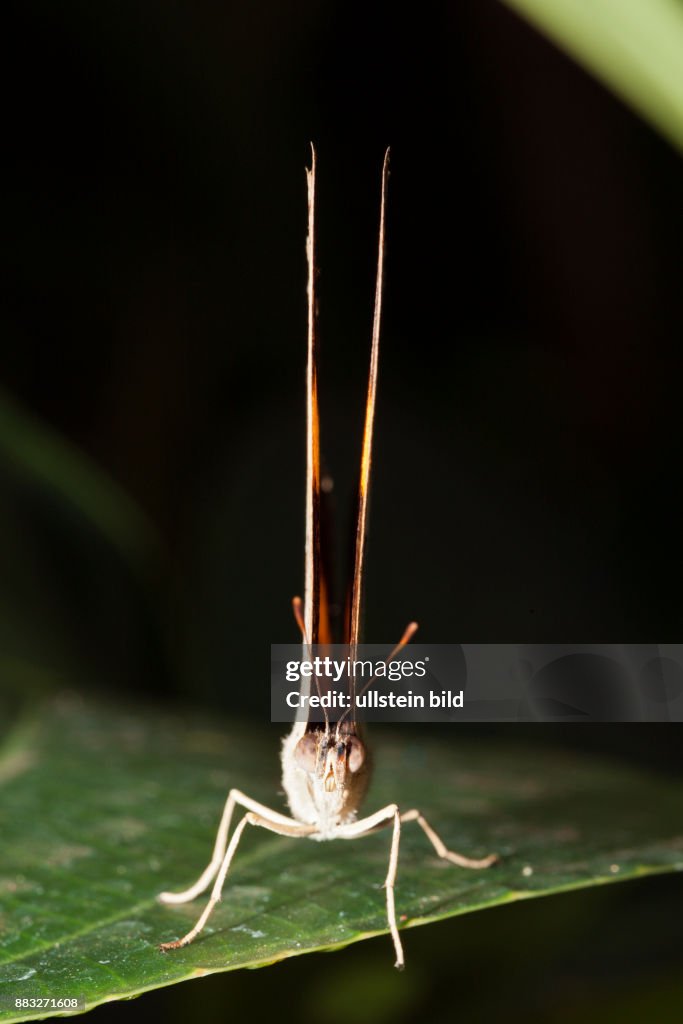 The Cruiser Butterfly, Vindula arsinoe, Queensland, Australia