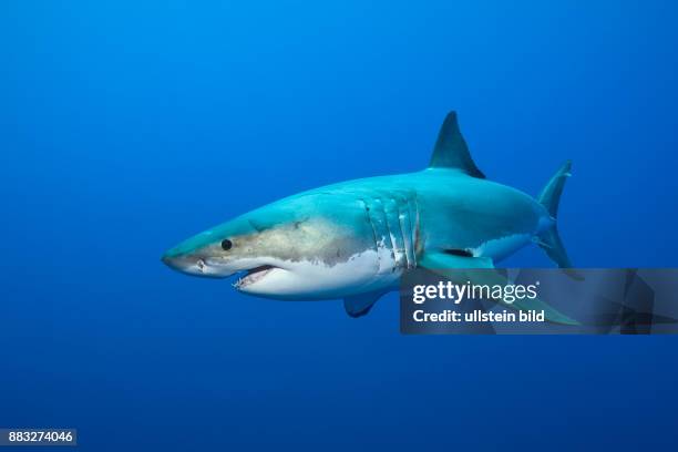 Great White Shark, Carcharodon carcharias, Neptune Islands, Australia