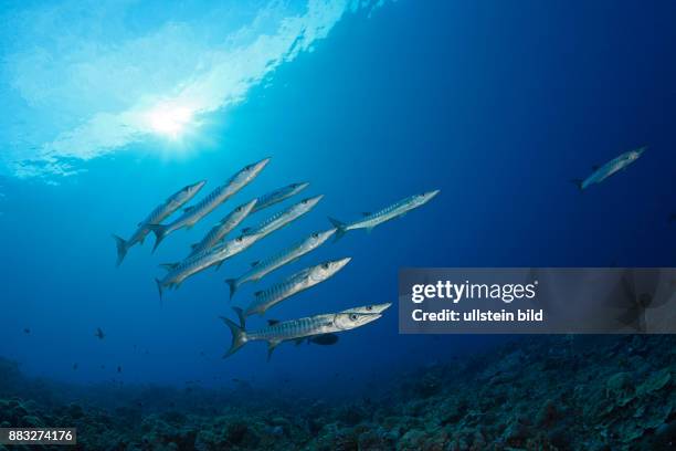 Shoal of Blackfin Barracuda, Sphyraena qenie, Mary Island, Solomon Islands