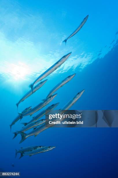 Shoal of Blackfin Barracuda, Sphyraena qenie, Mary Island, Solomon Islands