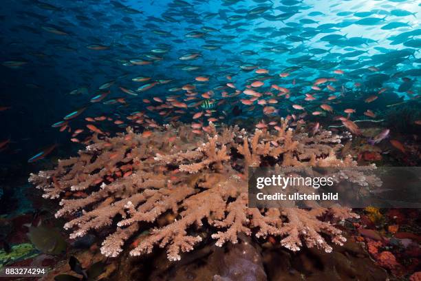 Neon Fusiliers over Coral Reef, Pterocaesio tile, Komodo National Park, Indonesia