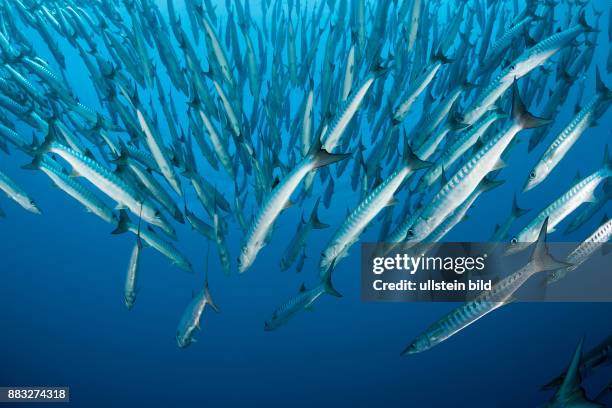 Shoal of Blackfin Barracuda, Sphyraena qenie, Shaab Rumi, Red Sea, Sudan