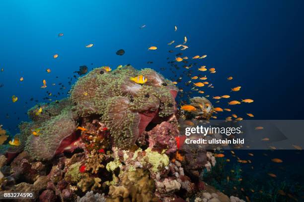 Muhammad Fish 1,849 Muhammad Fish Stock Photos, High-Res Pictures, and Images - Getty ...