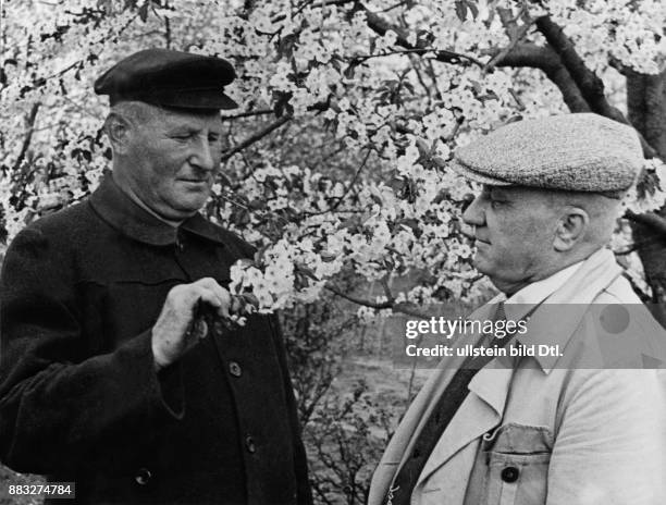 Ein Imker und ein Gärtner begutachten die Baumblüte im Frühling Aufnahme: Hanns Hubmann Originalaufnahme im Archiv von ullstein bild