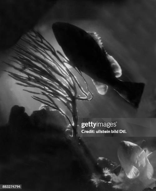 Ein Unterwasserbild mit Fischen an einem Korallenriff Aufnahme: Hanns Hubmann Originalaufnahme im Archiv von ullstein bild