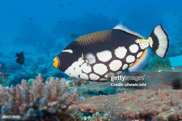 Clown Triggerfish, Balistoides conspicillum, Komodo National Park, Indonesia