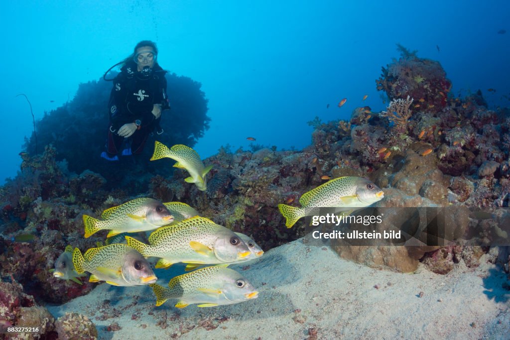 Scuba Diver and Blackspotted Sweetlips, Plectorhinchus gaterinus, Sanganeb, Red Sea, Sudan