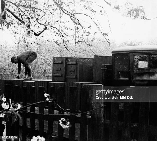 Nach der Baumblüte werden die Bienenkästen mit Bienen und der Ernte eingesammelt Aufnahme: Hanns Hubmann Originalaufnahme im Archiv von ullstein bild