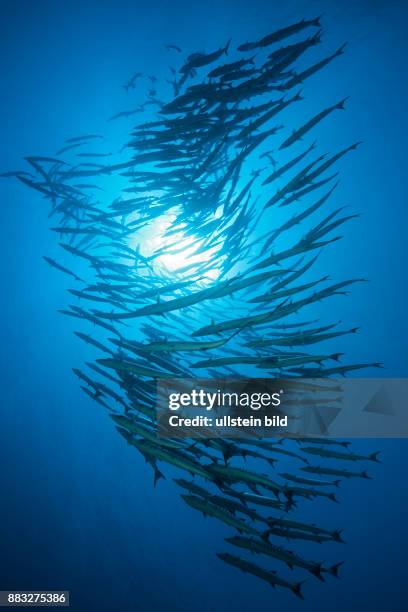 Shoal of Blackfin Barracuda, Sphyraena qenie, Red Sea, Ras Mohammed, Egypt