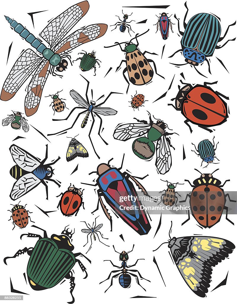 Texture, insects  Color  Illustrator Ver. 5