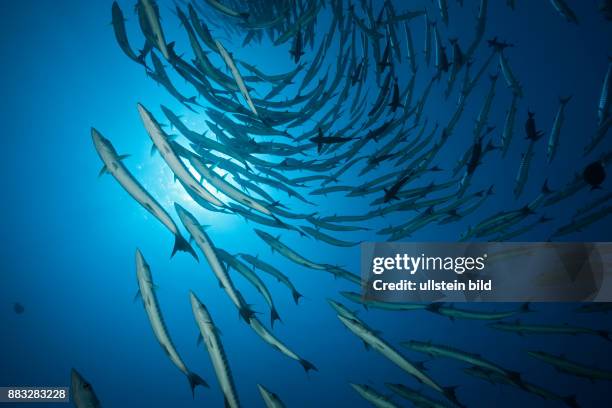 Shoal of Blackfin Barracuda, Sphyraena qenie, Shaab Rumi, Red Sea, Sudan