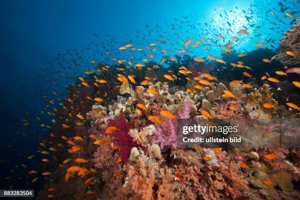 Muhammad Fish 1,849 Muhammad Fish Stock Photos, High-Res Pictures, and Images - Getty ...