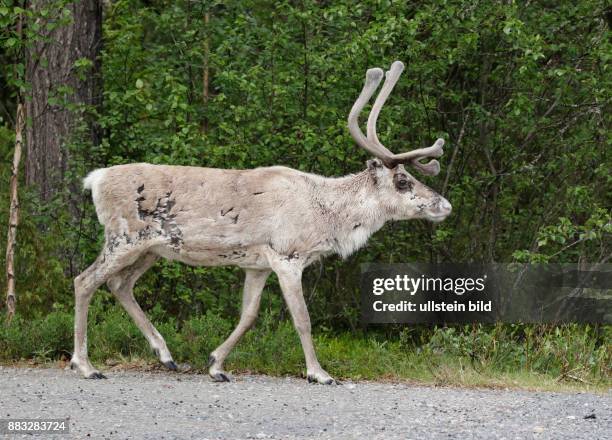 Schweden, Provinz Dalarna, IDRE, der südlichen Begrenzung des Siedlungsgebietes der Sami. Rentier