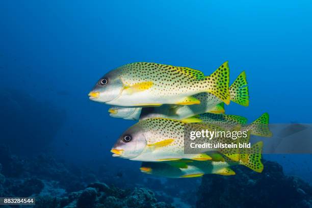 Shoal of Blackspotted Sweetlips, Plectorhinchus gaterinus, Red Sea, Dahab, Egypt