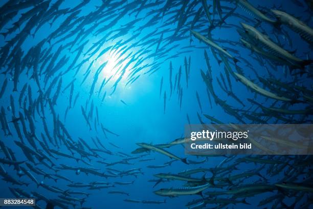 Shoal of Blackfin Barracuda, Sphyraena qenie, Red Sea, Ras Mohammed, Egypt