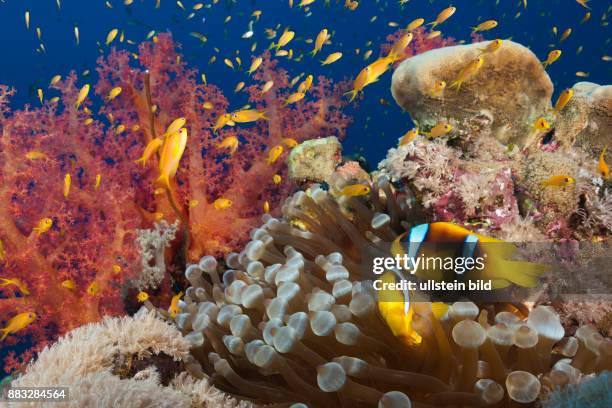 Muhammad Fish 1,849 Muhammad Fish Stock Photos, High-Res Pictures, and Images - Getty ...